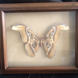 Framed Vintage Authentic Cobra Moth 