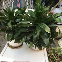 Hermosa Planta 