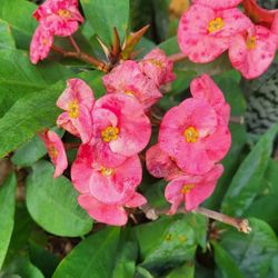 CORONA DE CRISTO COLOR  SALMON MA ZETA GRANDE 