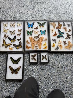 Framed Butterfly Collection