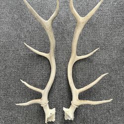 Elk Antlers 