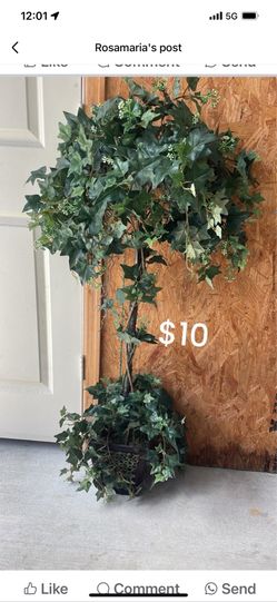 Plant