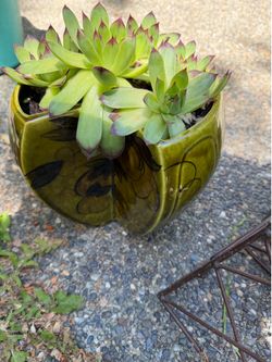 MCM succulents planter
