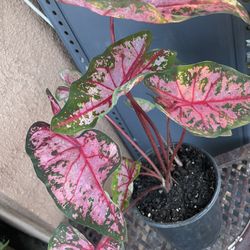 HERMOSAS PLANTAS NATURALES “ CALADIUM PLANT 