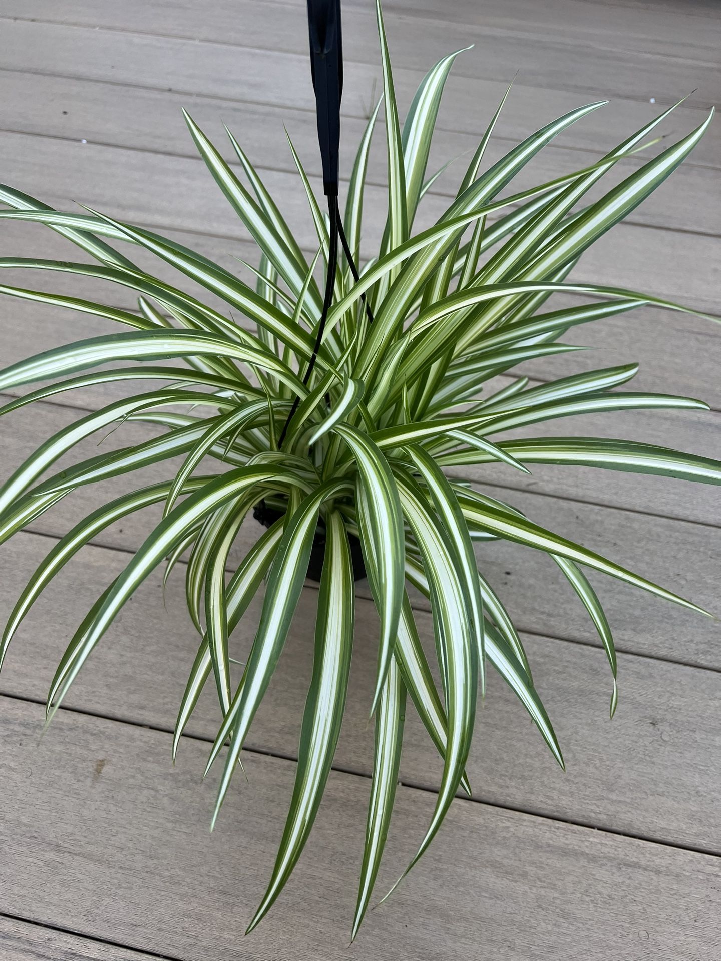 Spider plant, live plant comes in a 6” nursery pot