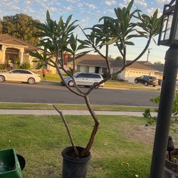 Plumeria 
