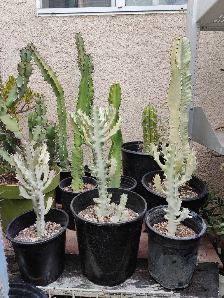 Euphorbia Variegated Ghost Cactus