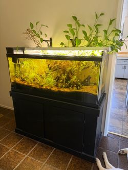 65gallon  Freshwater Aquarium with Black Stand