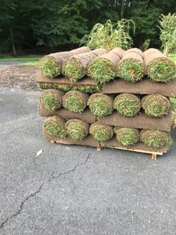 fresh sod cut every day