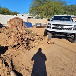 Big Tree Stump
