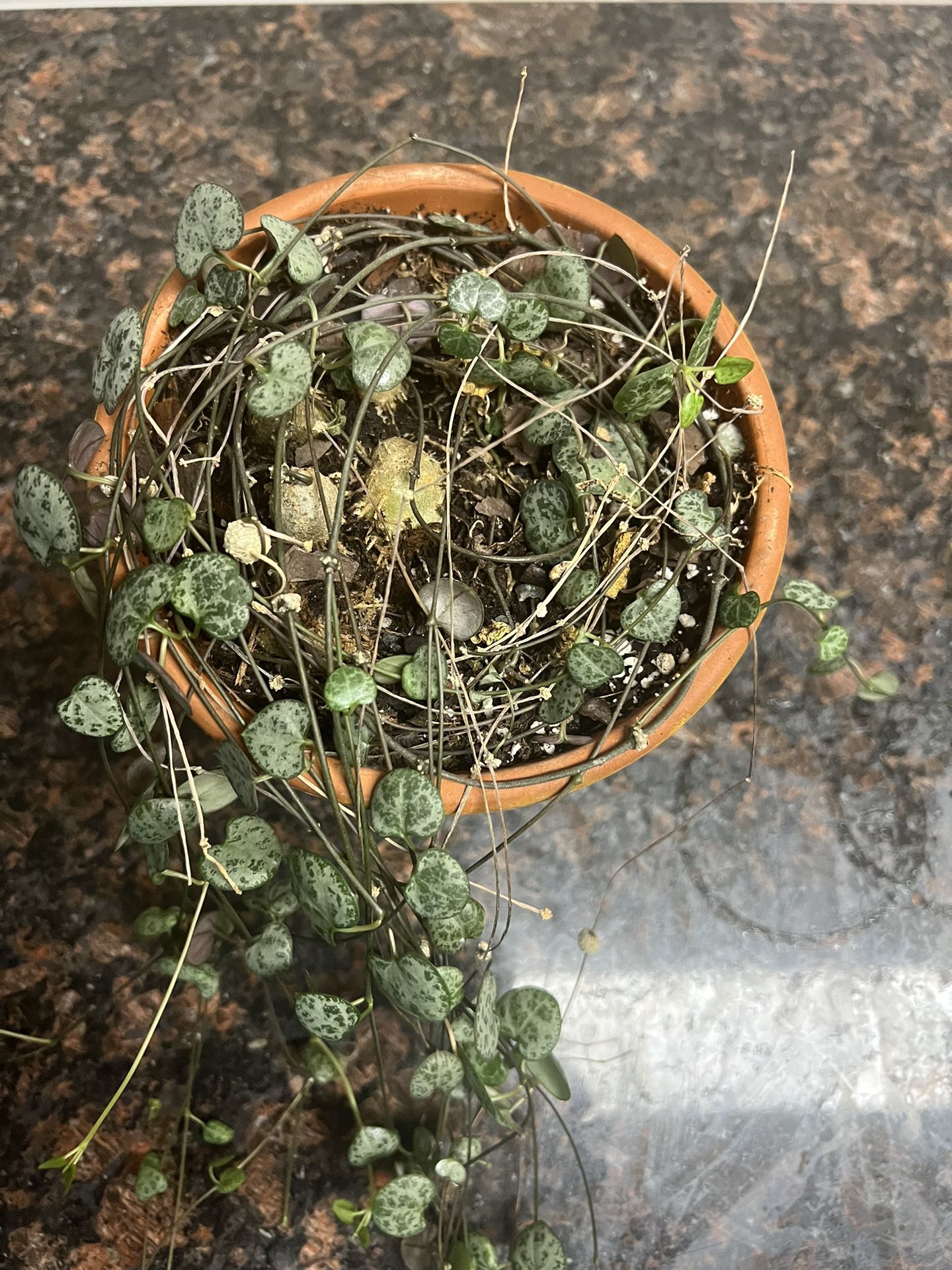 String Of Hearts Plant