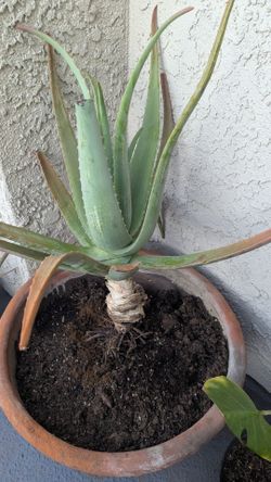 Large Aloe Vera Plant (3)