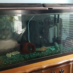 55 Gallon Fish Tank