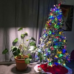 Full Size Monstera Deliciosa Tropical Indoor House plant