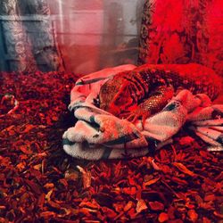 Savannah Monitor (mature) $300