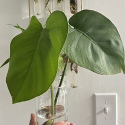 Monstera Deliciosa ,Swiss Cheese Live Plant, Evergreen Table Plant in 2" POT