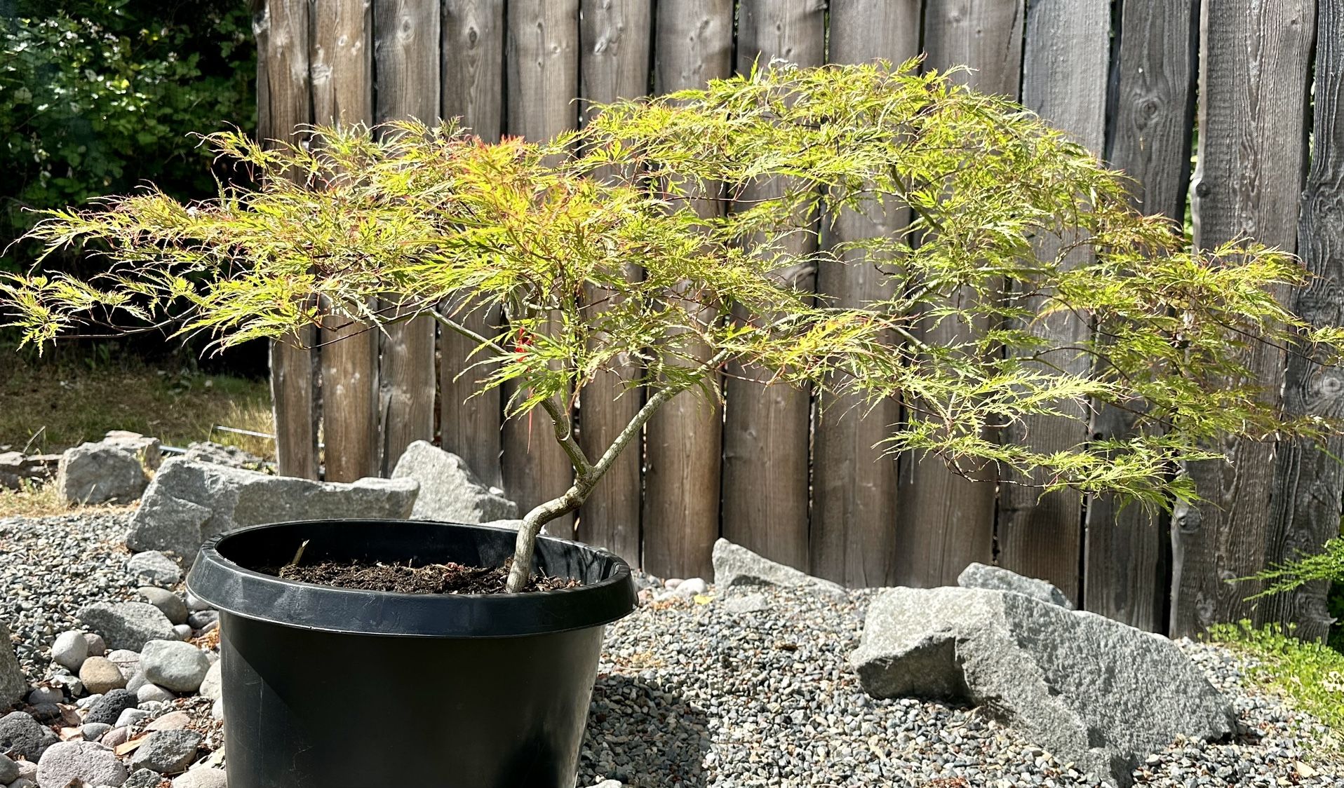 Baldsmith (Acer P) Japanese Maple