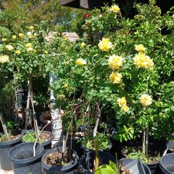 15 Gallon Tree Roses