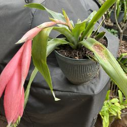 Plantas
