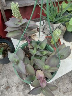 Tradescantia Pallida plant