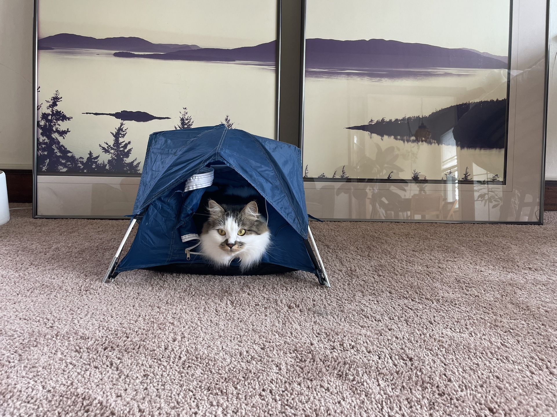 pet tent, cat dog house