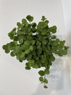 Philodendron Hope