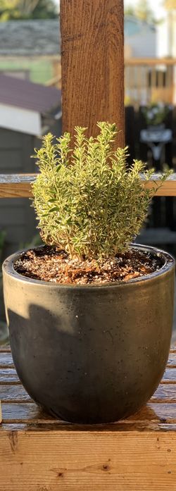 Live outdoor Variegated Boxleaf Euonymus plant in ceramic planter flower pot—firm price