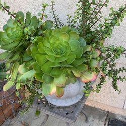 Succulents Various Sizes And Types