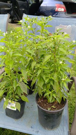 Chile tepin