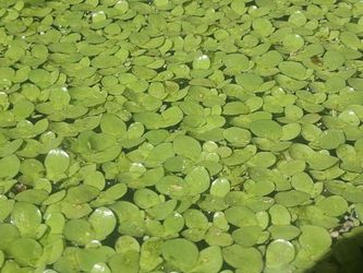 Giant Duckweed floating plants Pond aquarium terrarium