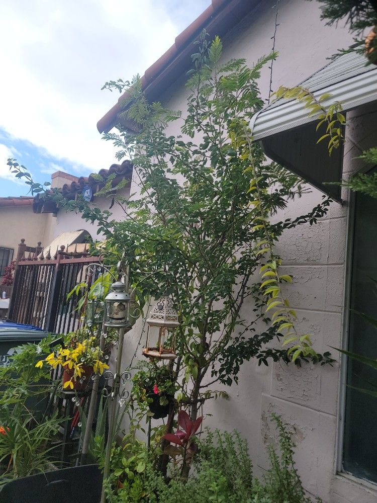 Arbol Grandes De Guajes, Y Guamuchil.