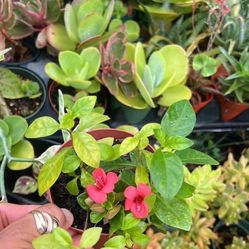 Coral creeper pollinator attracts plant