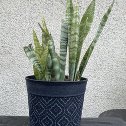 Snake Plant.