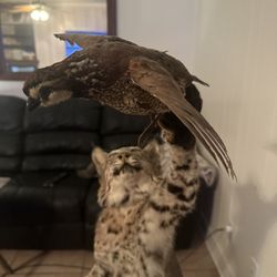 Bobcat Mount 