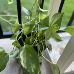 Pothos plant for sale