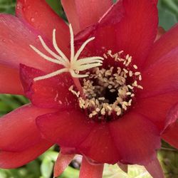 Red Cacti That Bloom In Clusters With Lots Of Tubers/ Parent Plants
