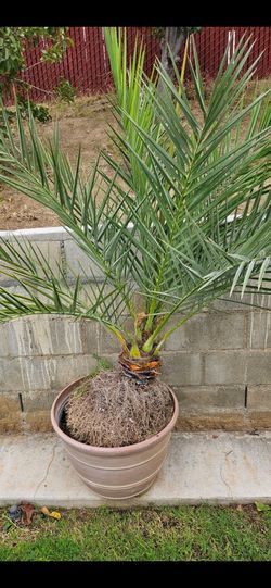 Plants