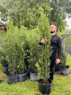 Clusias , Arecas , Podocarpus , Palmas Foxtel , Roxals Palms , Palms de Coco entre otras variedades 