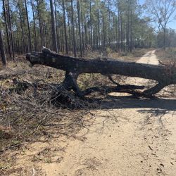 Tree Trimming Or Storm Clean Up