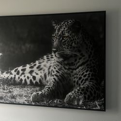Canvases 