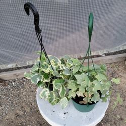 Njoy And Ivy Plant 6" Pot $5 Each