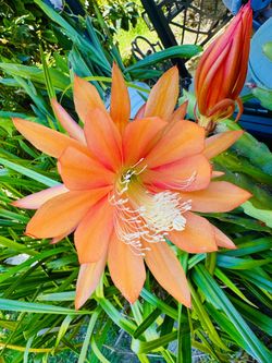RARE ORANGE EPIPHYLLUM/ CACTUS ORCHID - Cutting Only $5 Each
