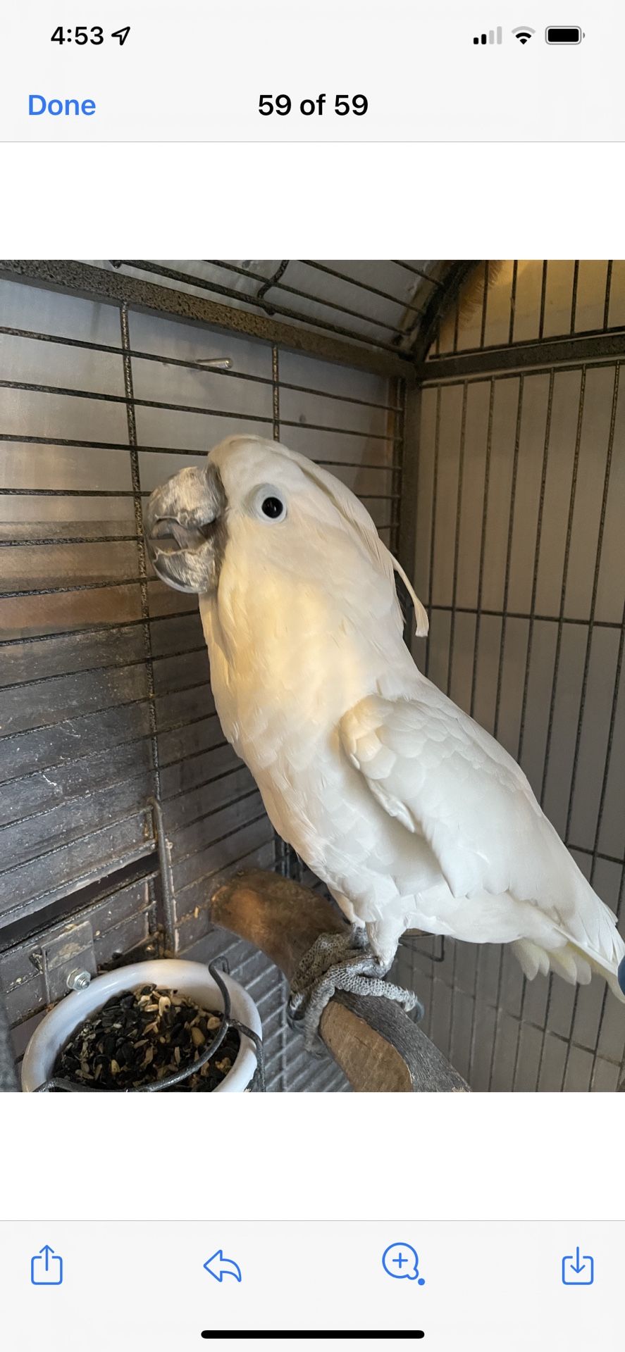 A Large Bird Cage & White Cockatoo 