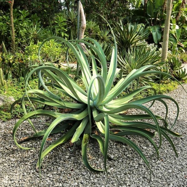 Octopus Agave Bulbils