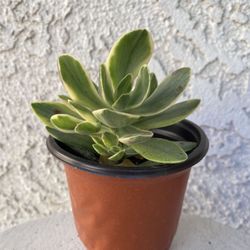 4 Inch Pot Succulent Plant - Crassula Swaziensis Variegata - Money Maker Variegated - Rooted & Established - Drought Resistant 🪴