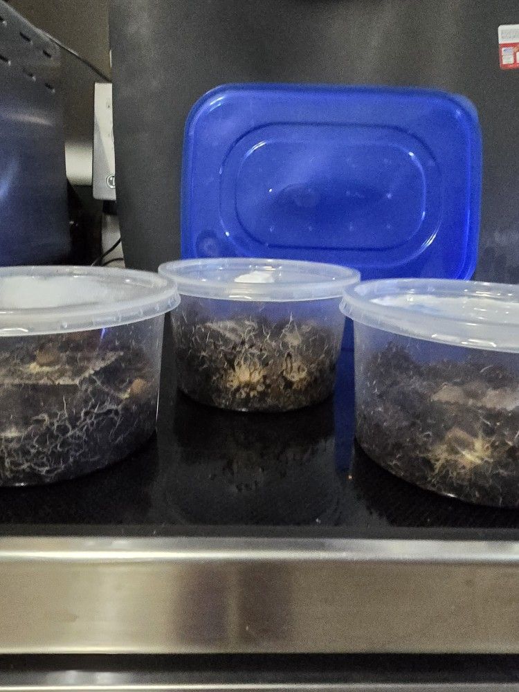 Grindal Worms