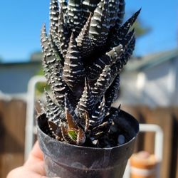 Haworthia