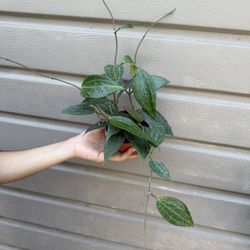4” Hoya Macrophylla Green 