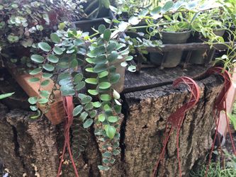 Button fern plant in4 in pot