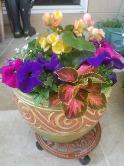 nice flowers in a pot